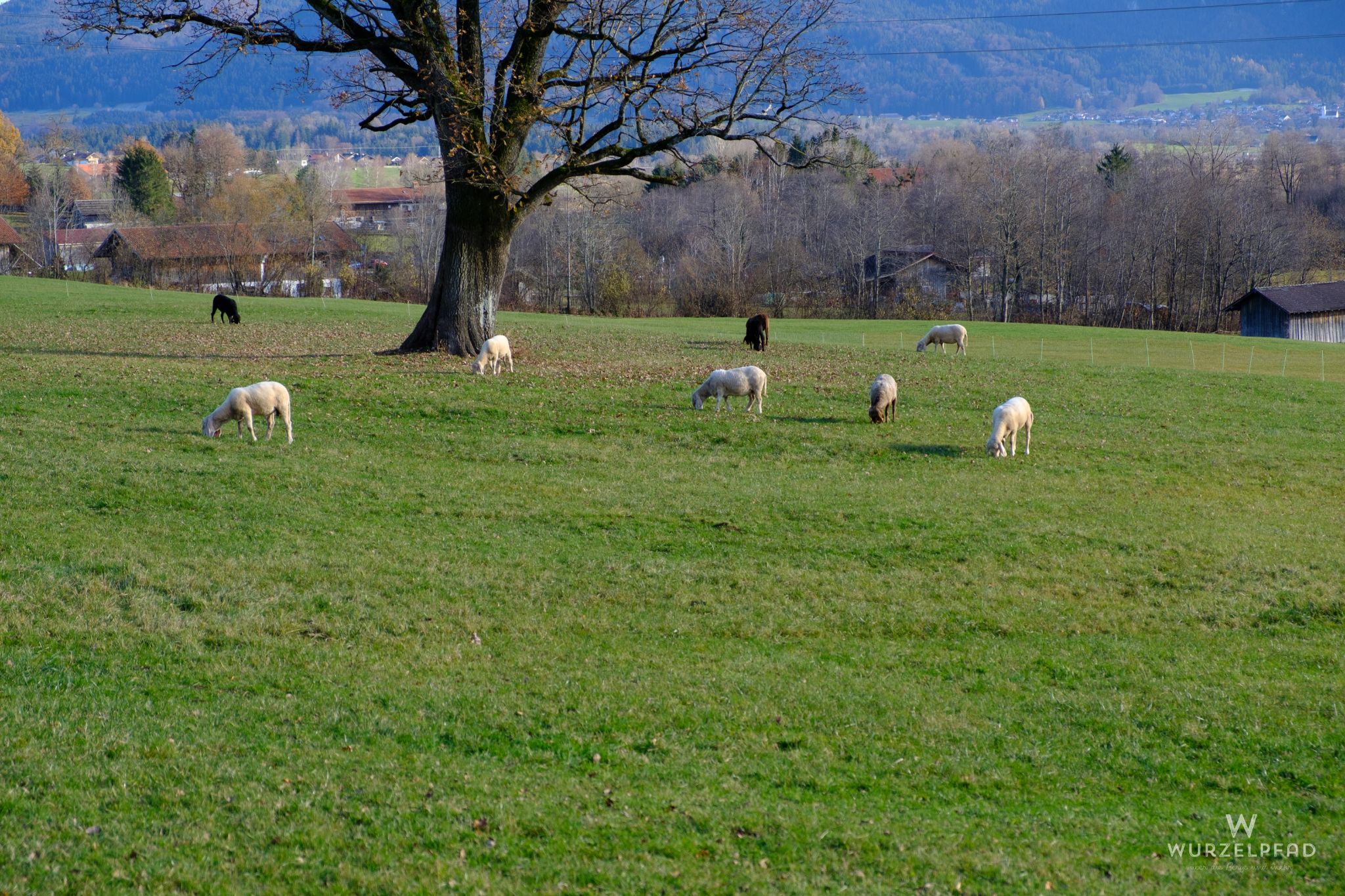 Schafe auf der Wiese